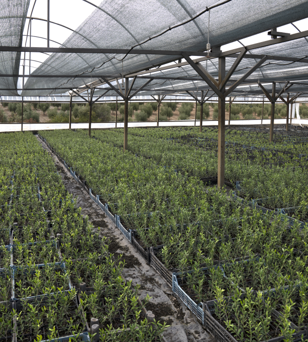 Arbekina Fidancılık