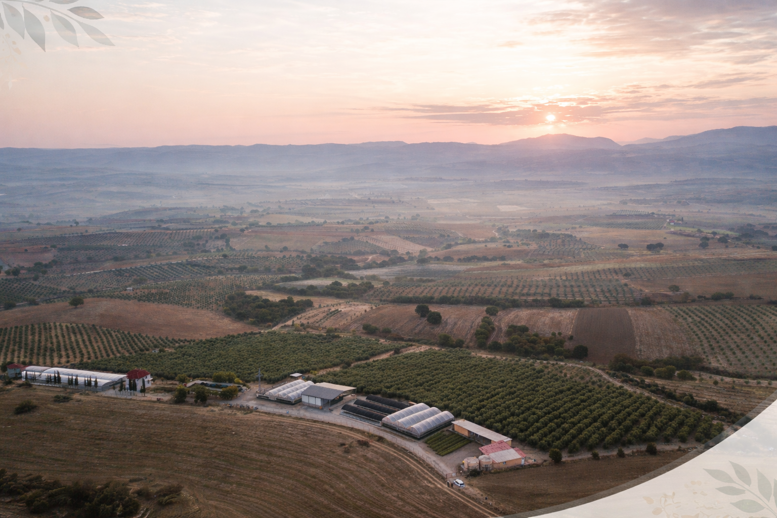 Arbekina Fidancılık
